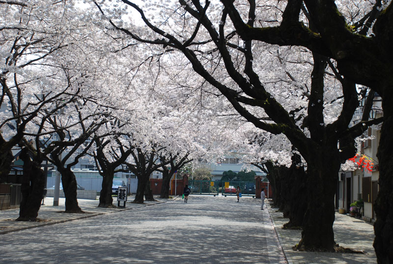 川越女子高校 桜並木